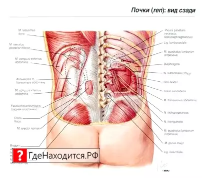 Где Почки У Человека Фото